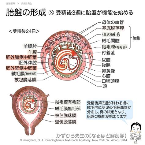 動物胎盤|胎盤形成と細胞間相互作用